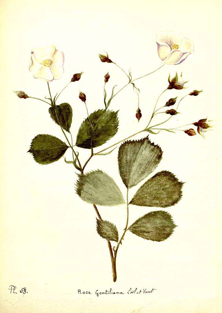 no HD illustration available (m5)