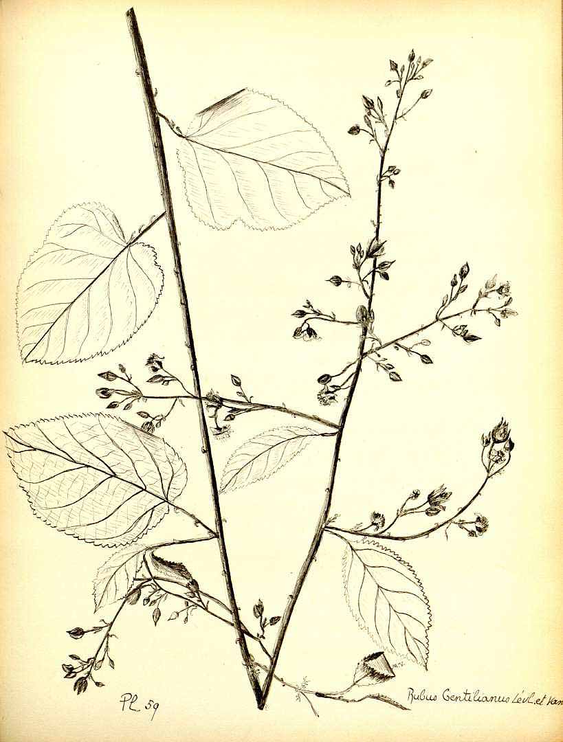 no HD illustration available (m5)