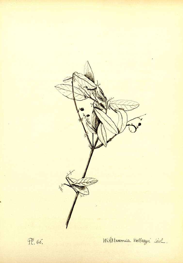 no HD illustration available (m5)