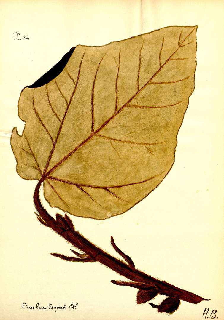 no HD illustration available (m5)