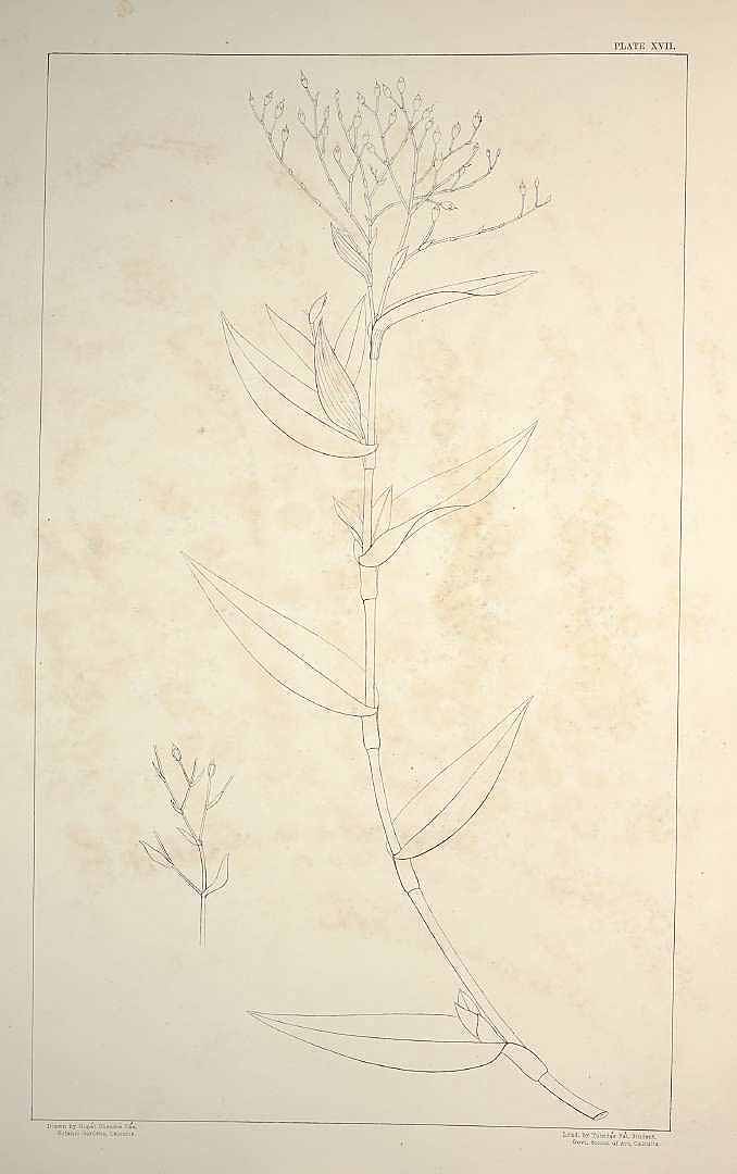 no HD illustration available (m5)