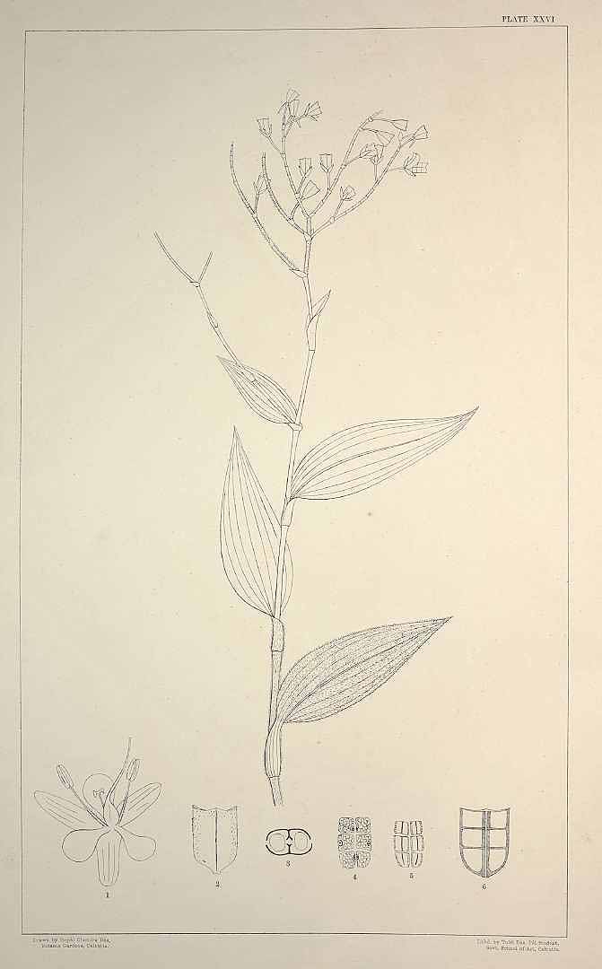 no HD illustration available (m5)