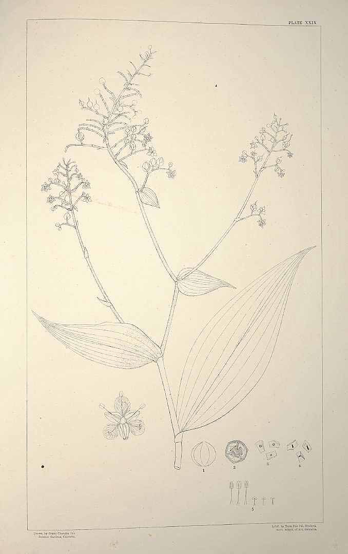 no HD illustration available (m5)