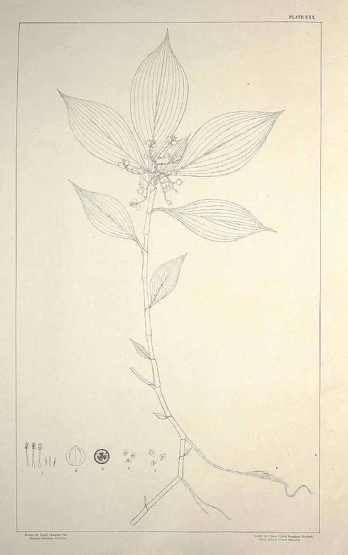 no HD illustration available (m5)