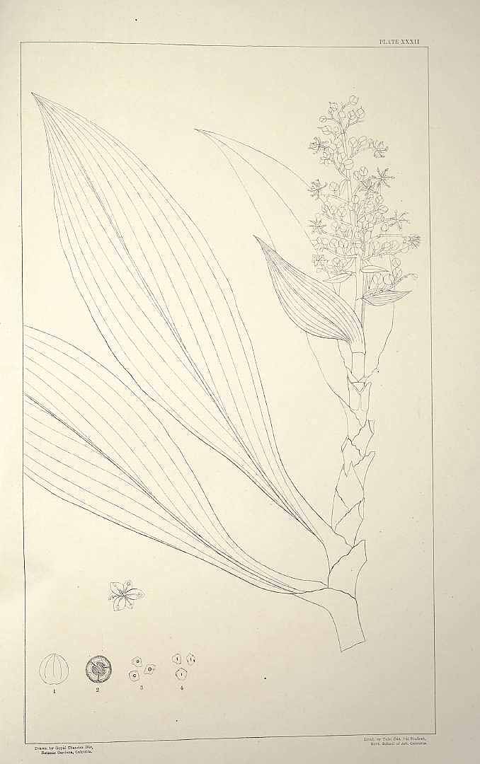 no HD illustration available (m5)
