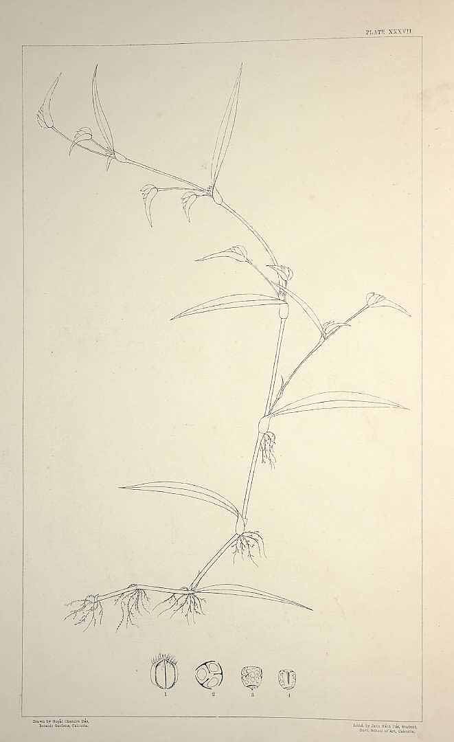 no HD illustration available (m5)