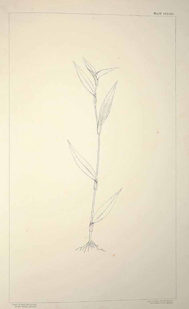 no HD illustration available (m5)