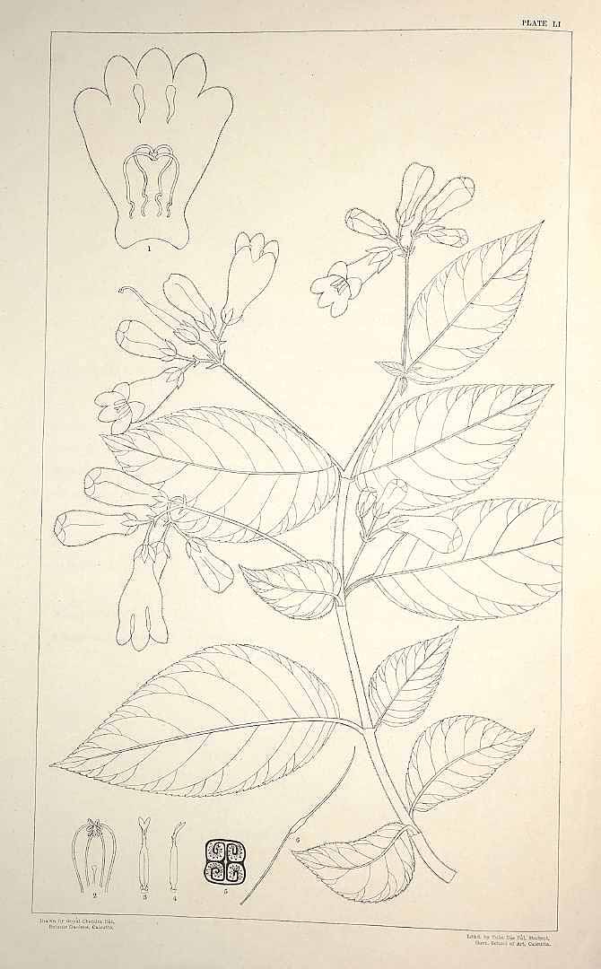 no HD illustration available (m5)