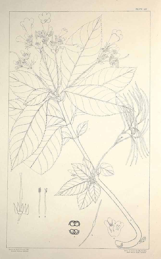 no HD illustration available (m5)
