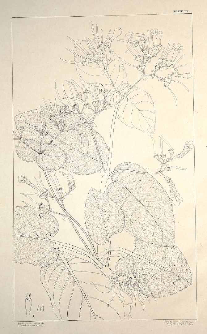 no HD illustration available (m5)