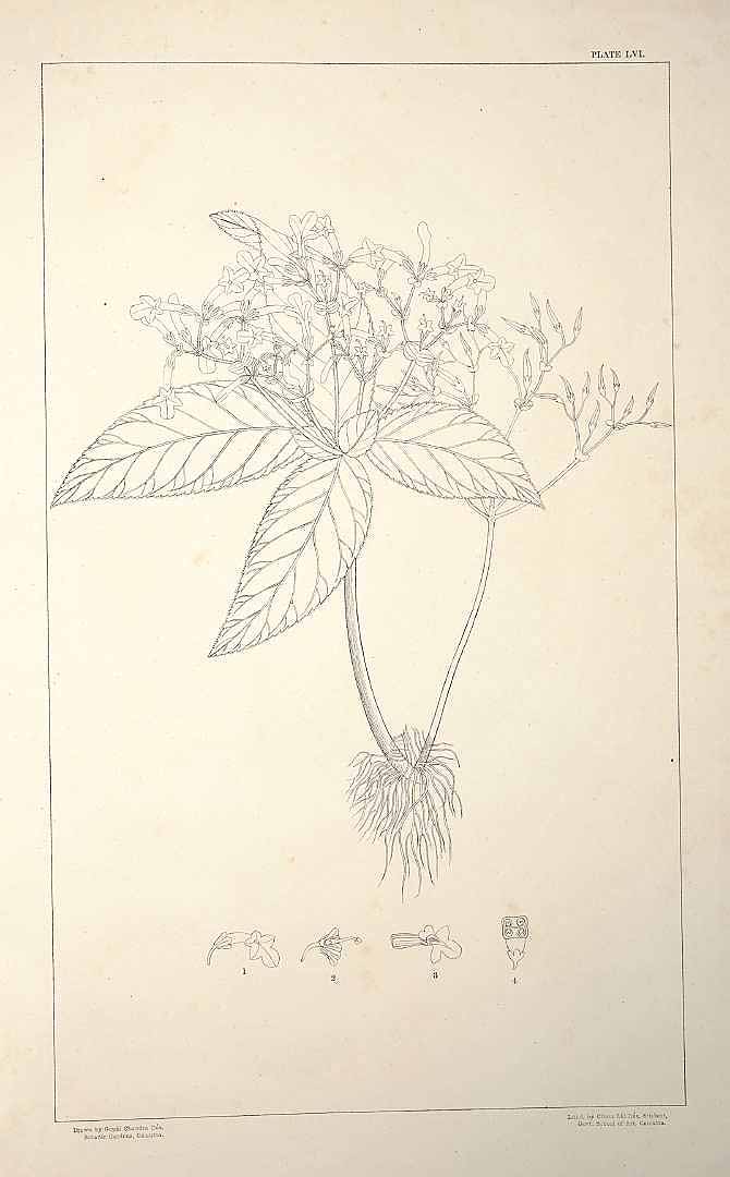 no HD illustration available (m5)