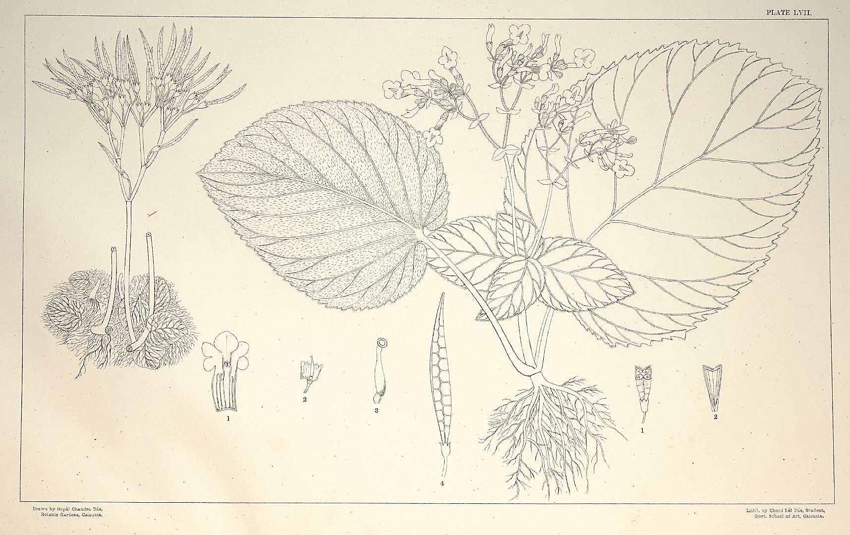 no HD illustration available (m5)