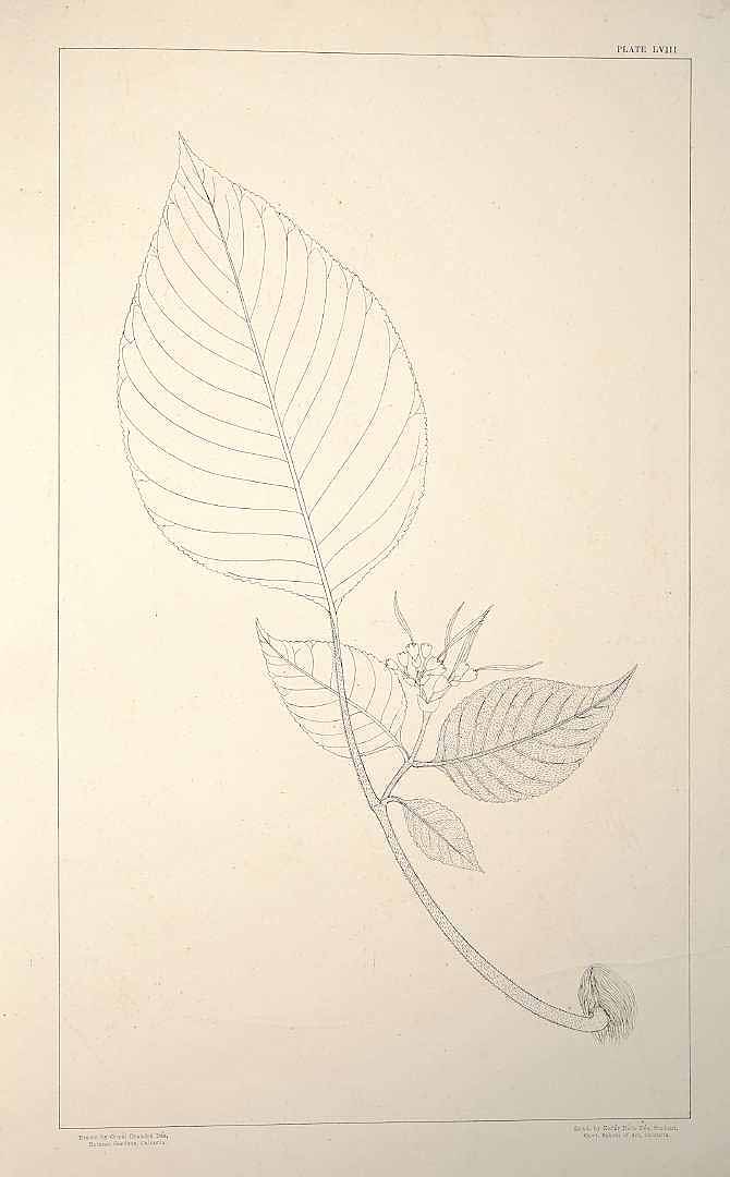 no HD illustration available (m5)