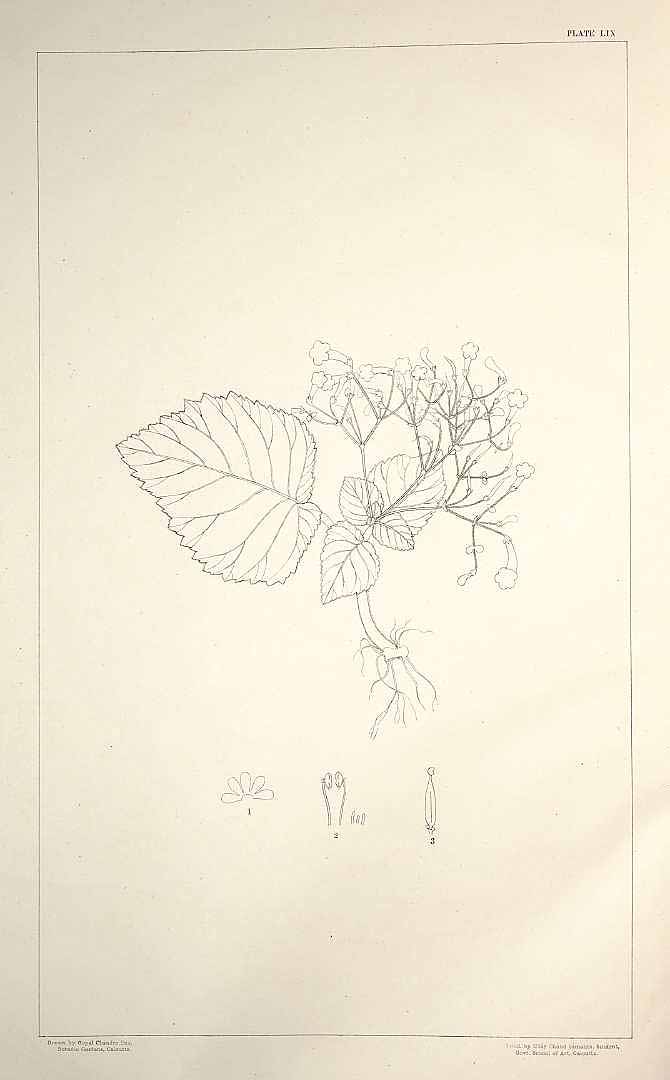 no HD illustration available (m5)