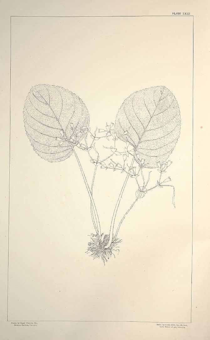 no HD illustration available (m5)