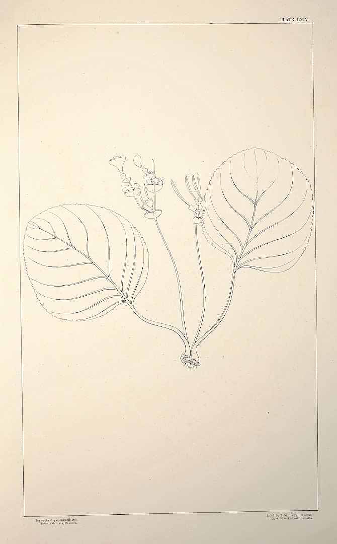 no HD illustration available (m5)