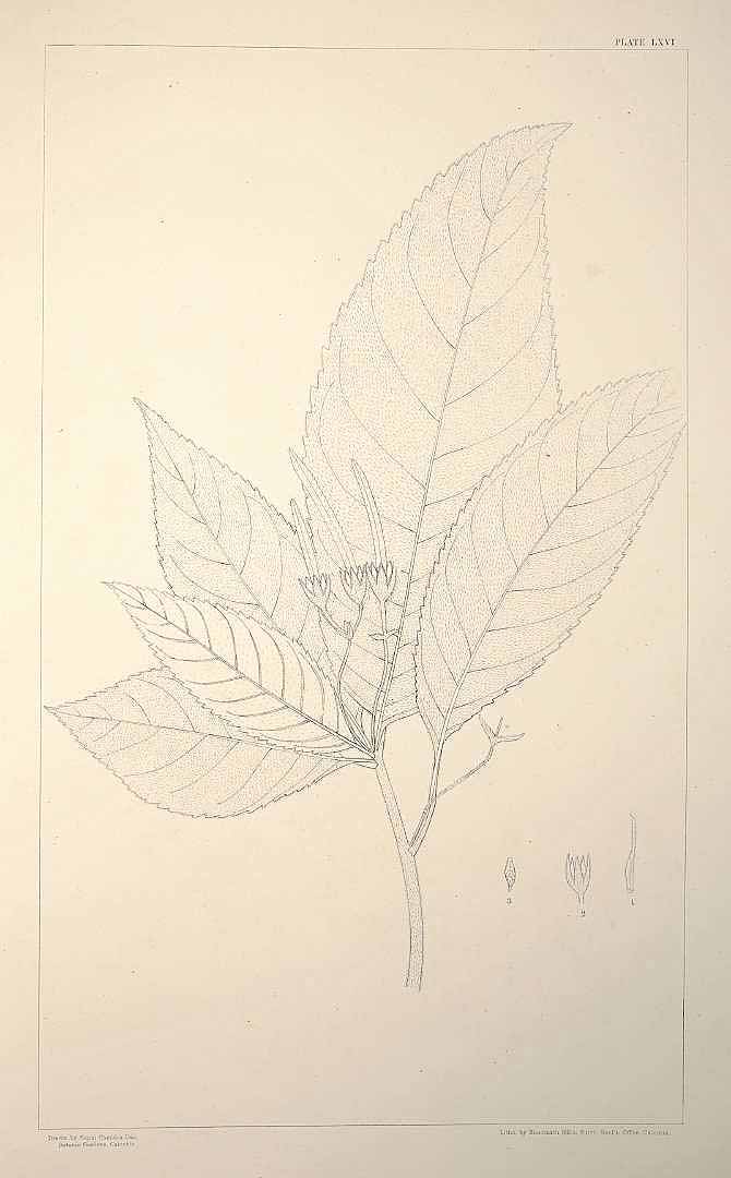 no HD illustration available (m5)