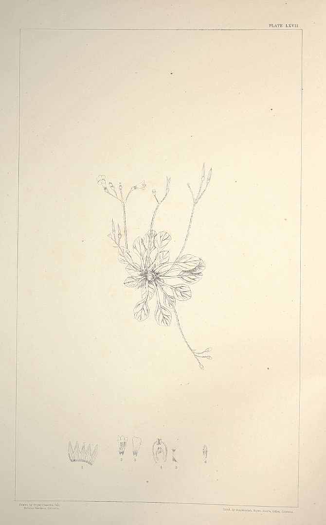 no HD illustration available (m5)