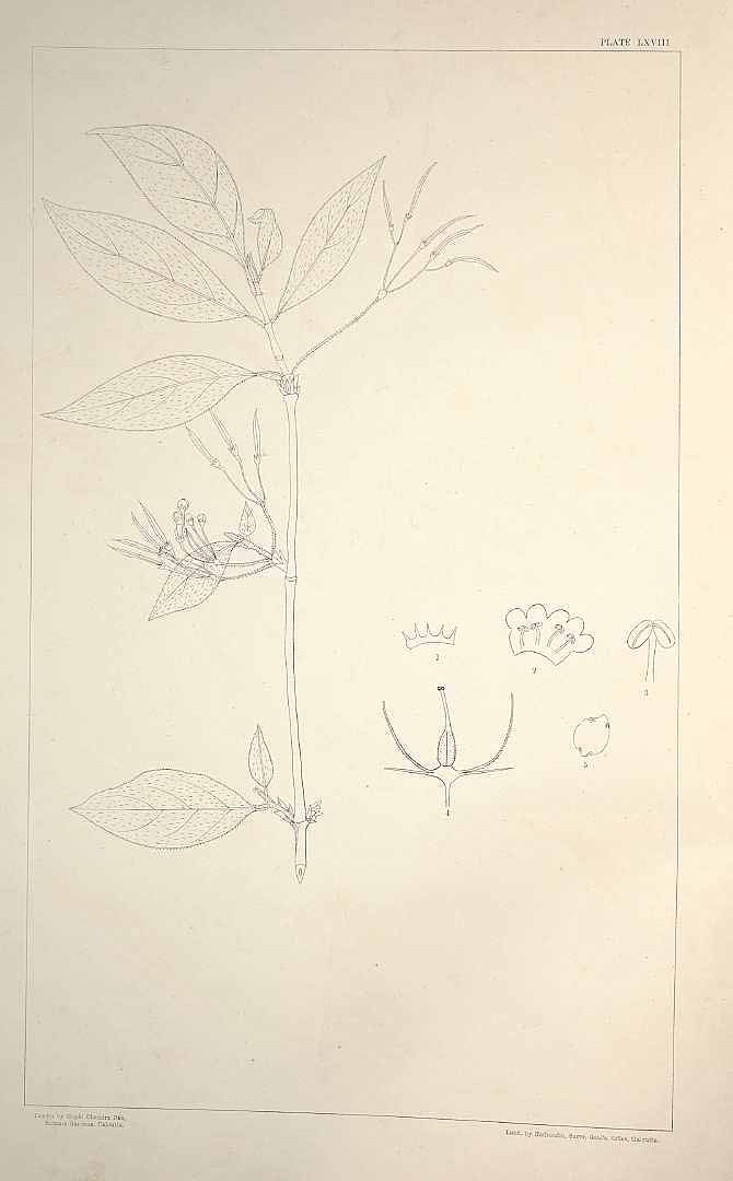 no HD illustration available (m5)
