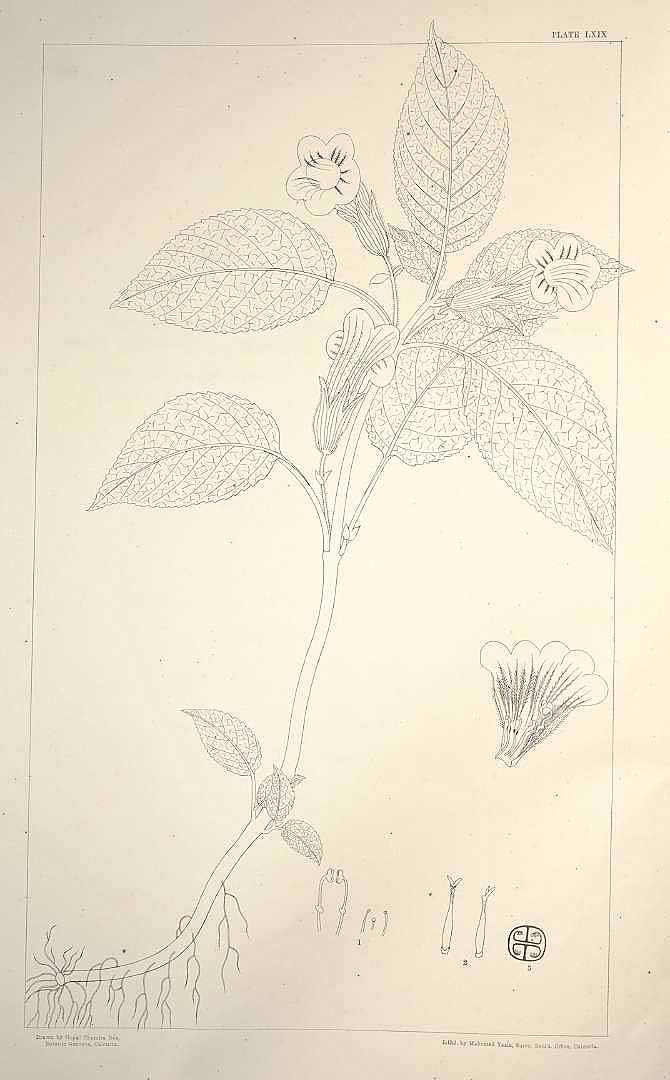 no HD illustration available (m5)