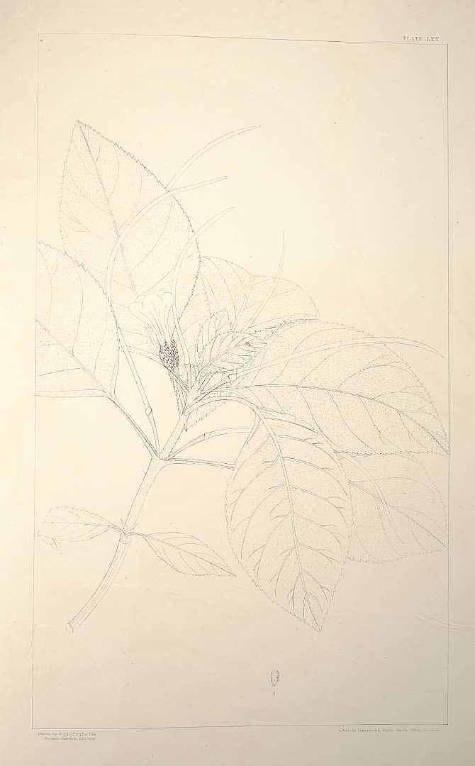 no HD illustration available (m5)