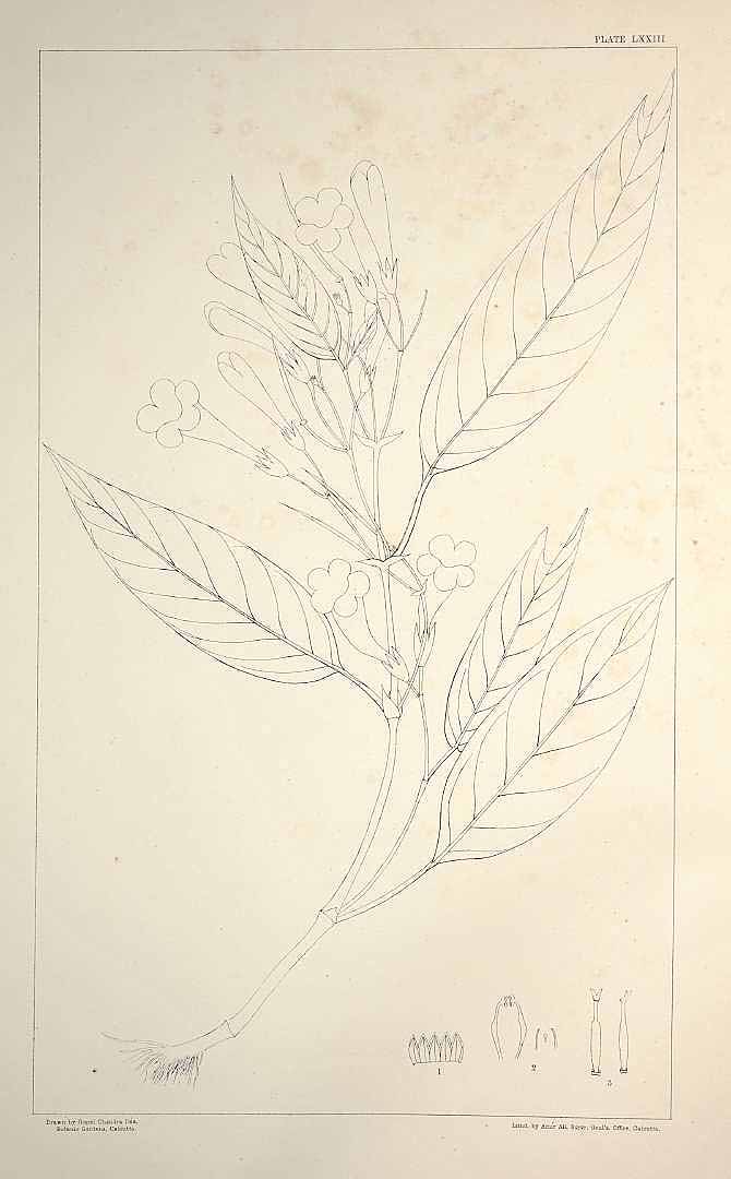 no HD illustration available (m5)