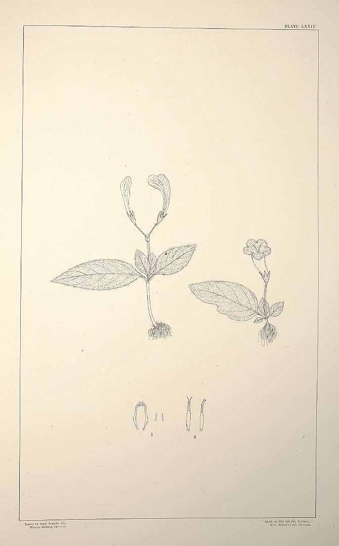 no HD illustration available (m5)