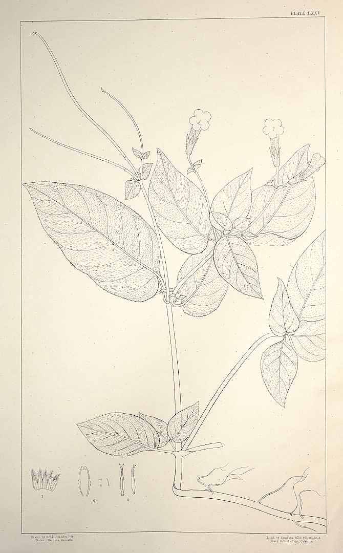 no HD illustration available (m5)