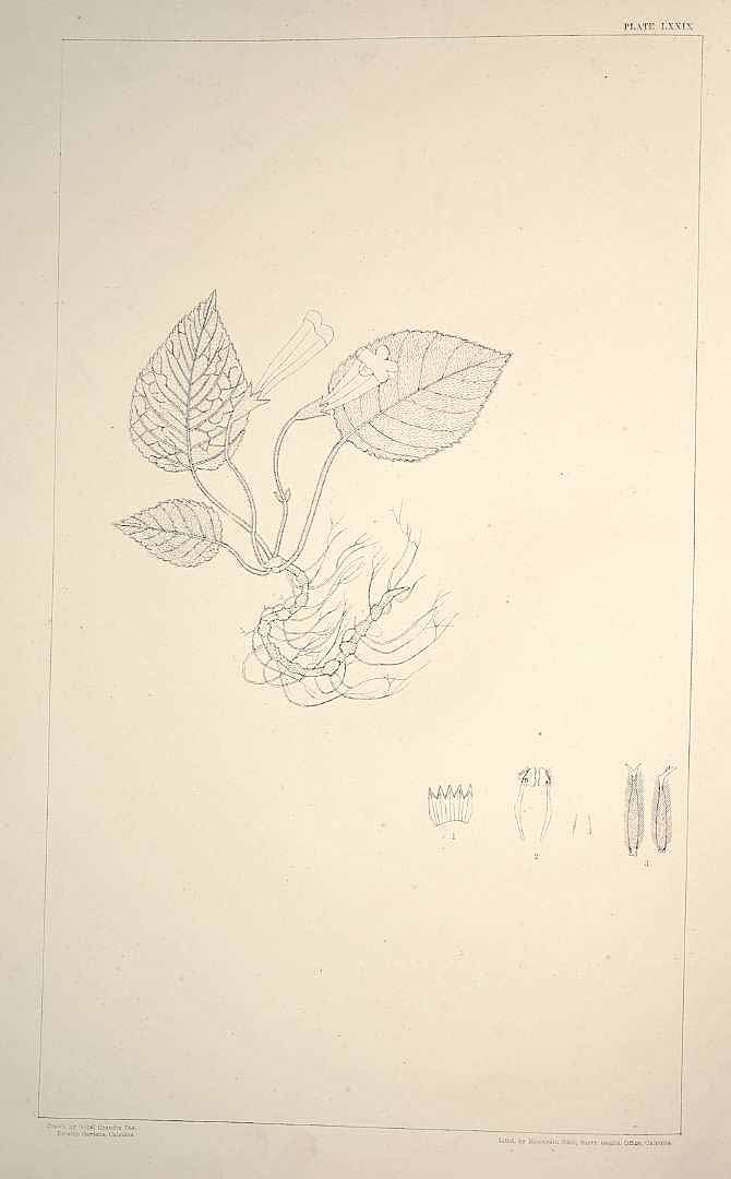 no HD illustration available (m5)