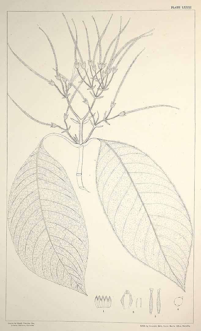 no HD illustration available (m5)