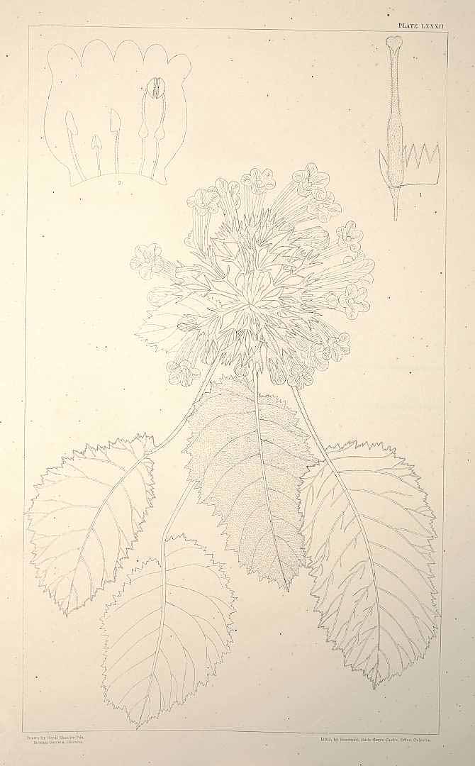 no HD illustration available (m5)