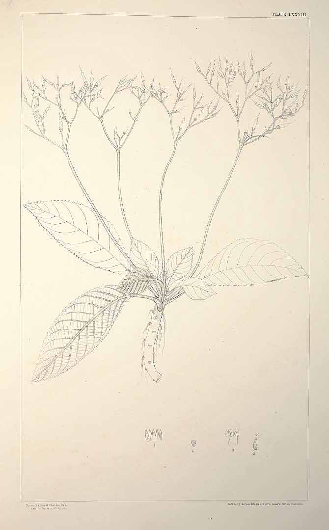 no HD illustration available (m5)