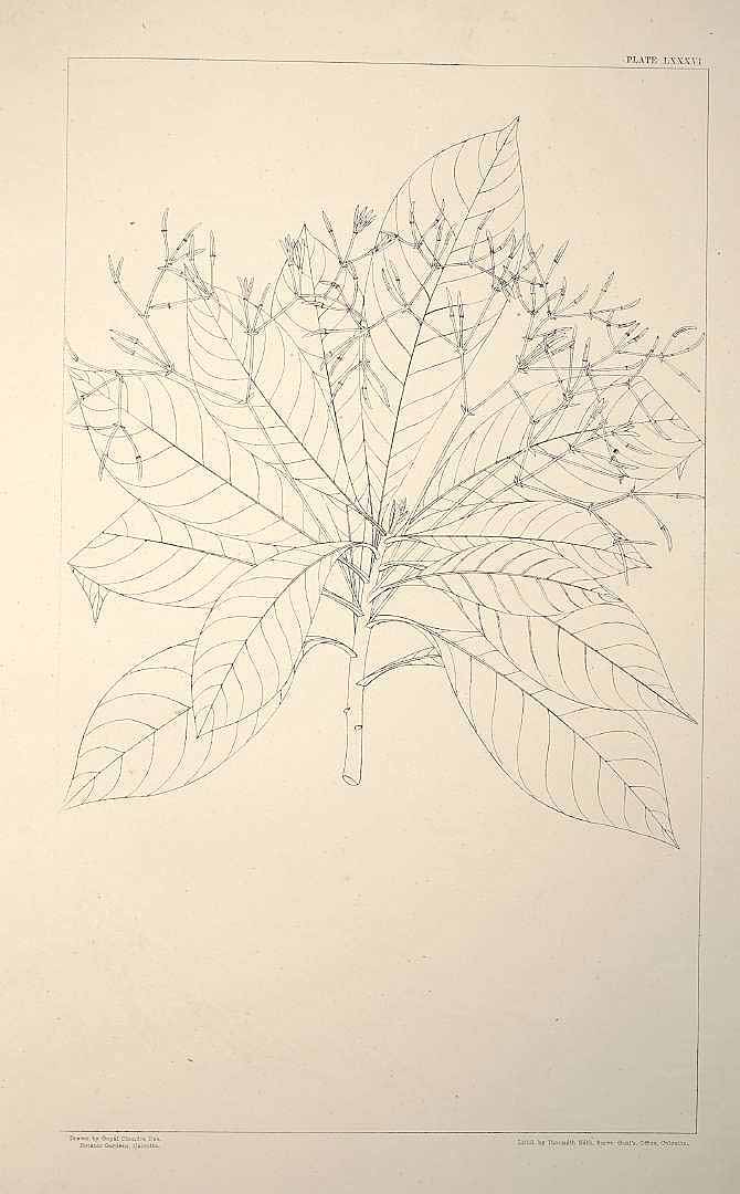 no HD illustration available (m5)