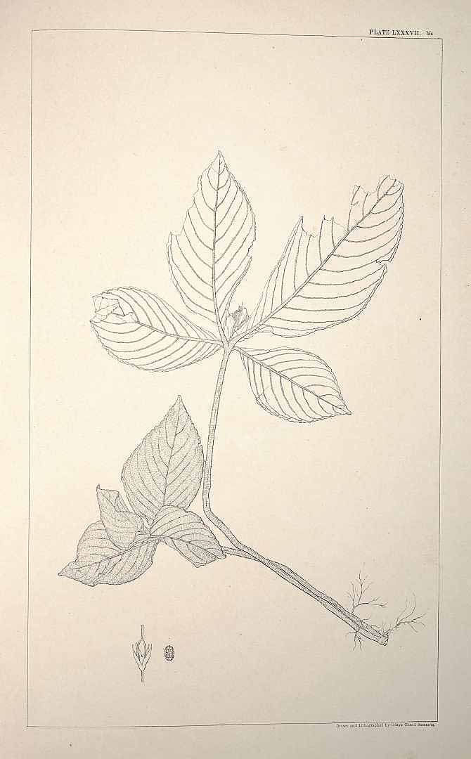 no HD illustration available (m5)