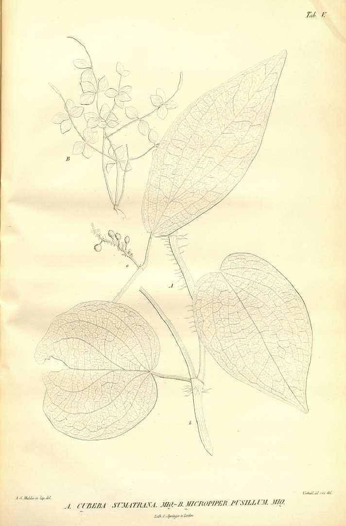 no HD illustration available (m5)