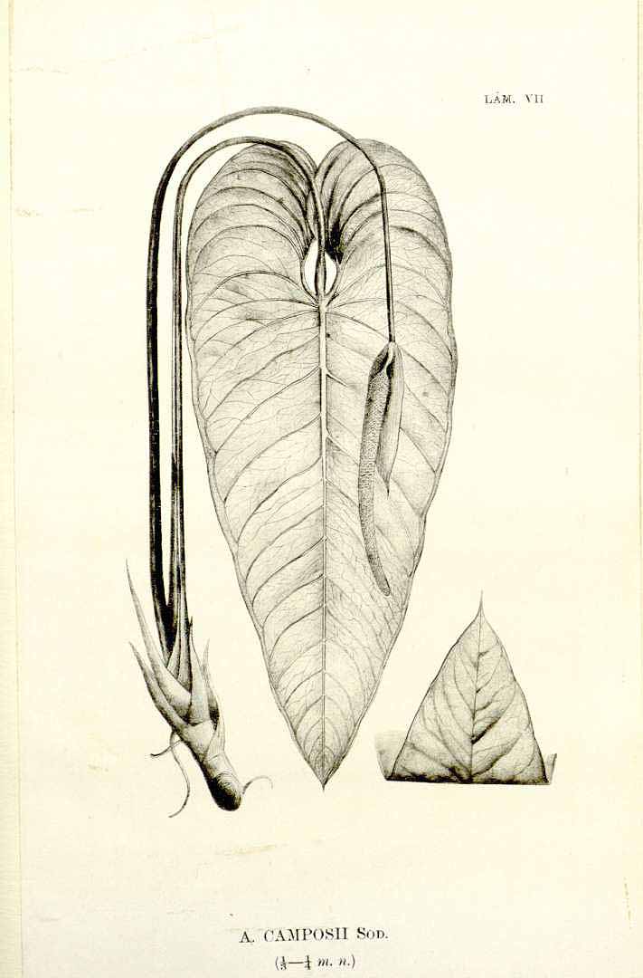 no HD illustration available (m5)