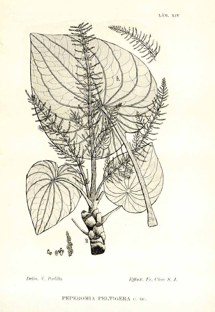 no HD illustration available (m5)