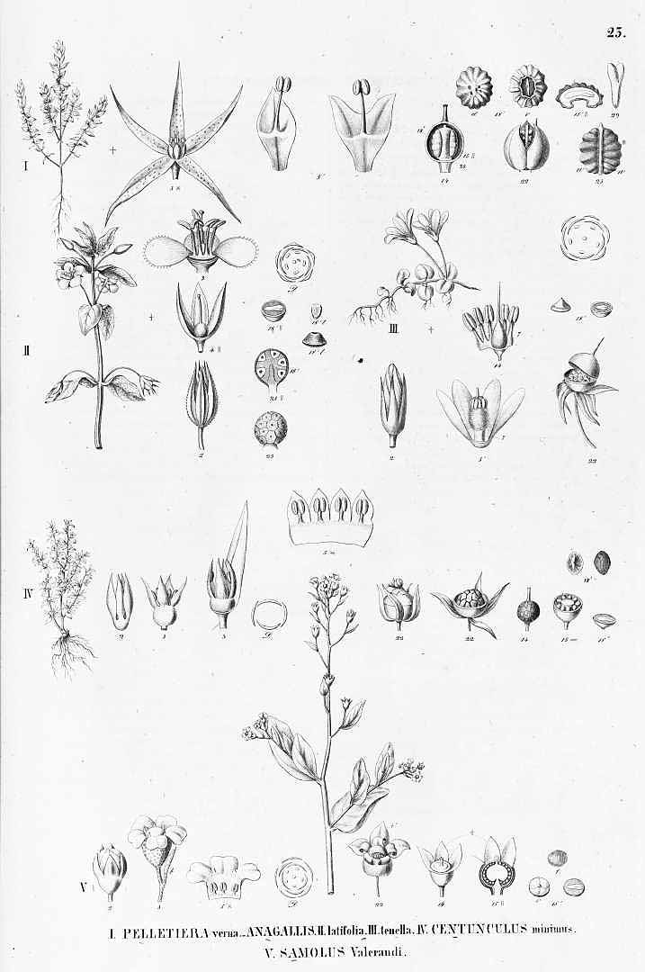 no HD illustration available (m5)