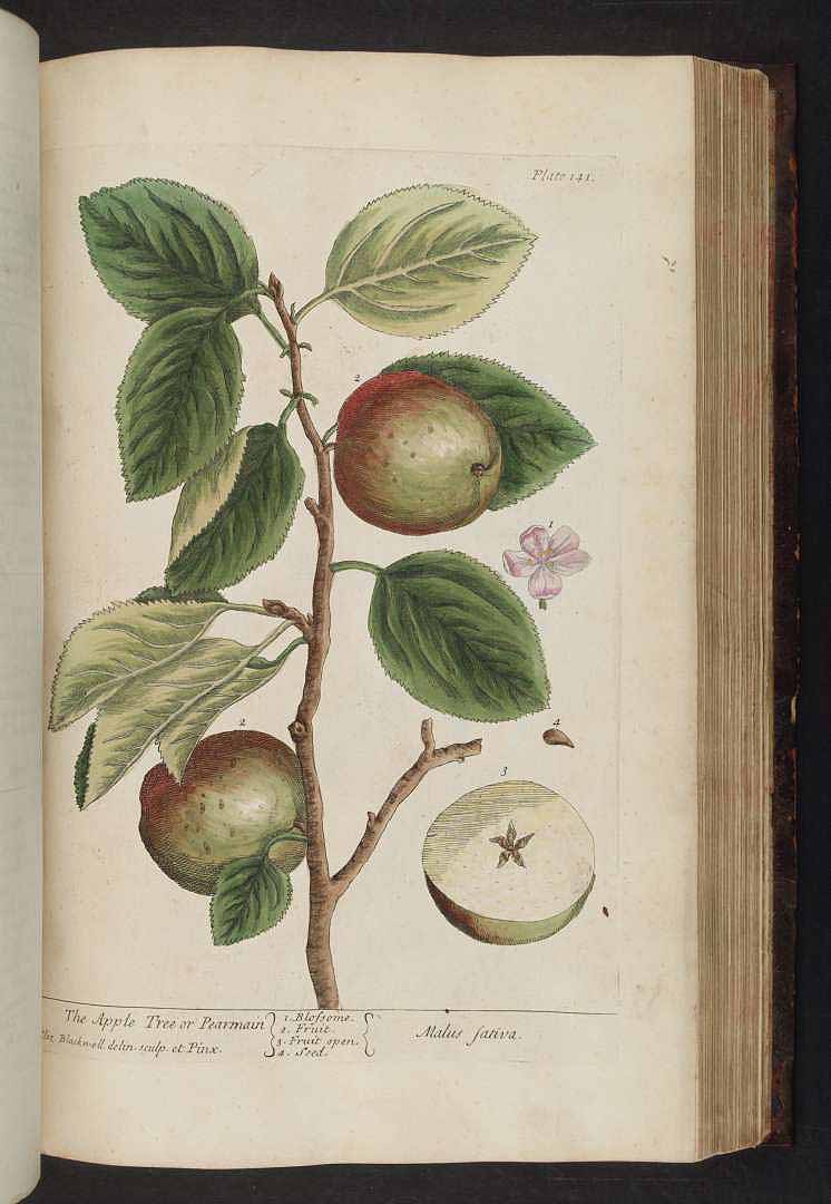 no HD illustration available (m5)