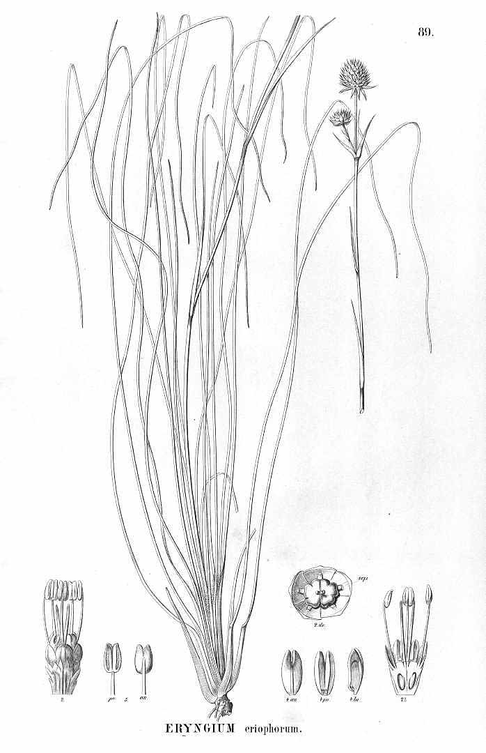 no HD illustration available (m5)