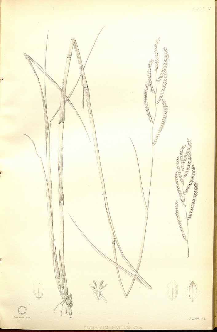 no HD illustration available (m5)