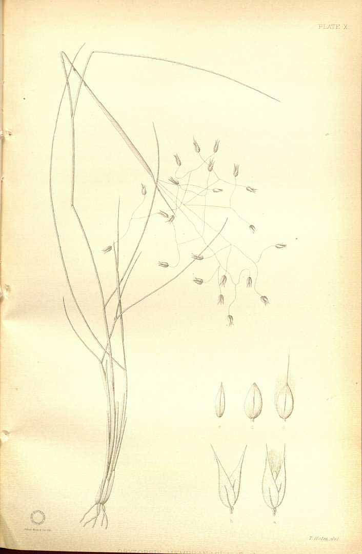 no HD illustration available (m5)
