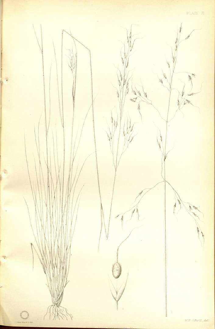no HD illustration available (m5)