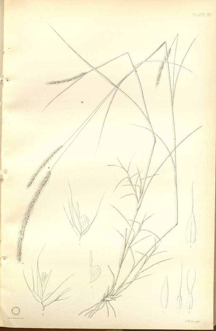no HD illustration available (m5)