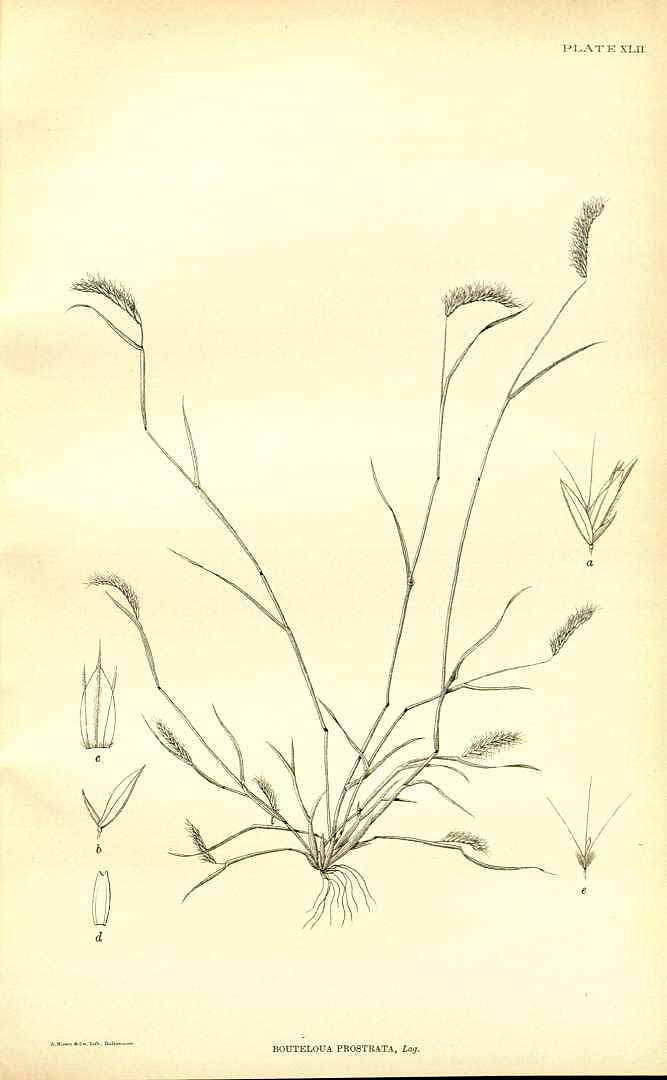 no HD illustration available (m5)