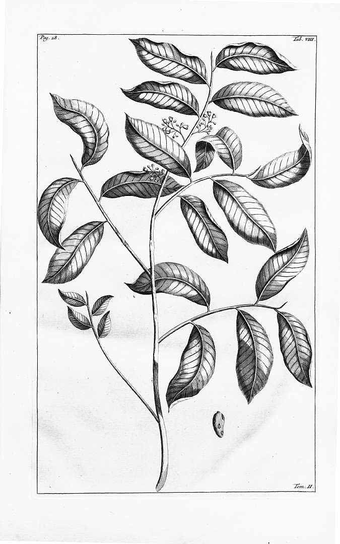 no HD illustration available (m5)