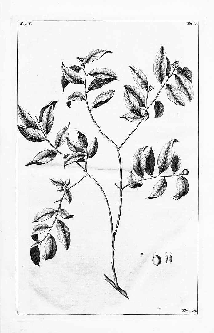 no HD illustration available (m5)