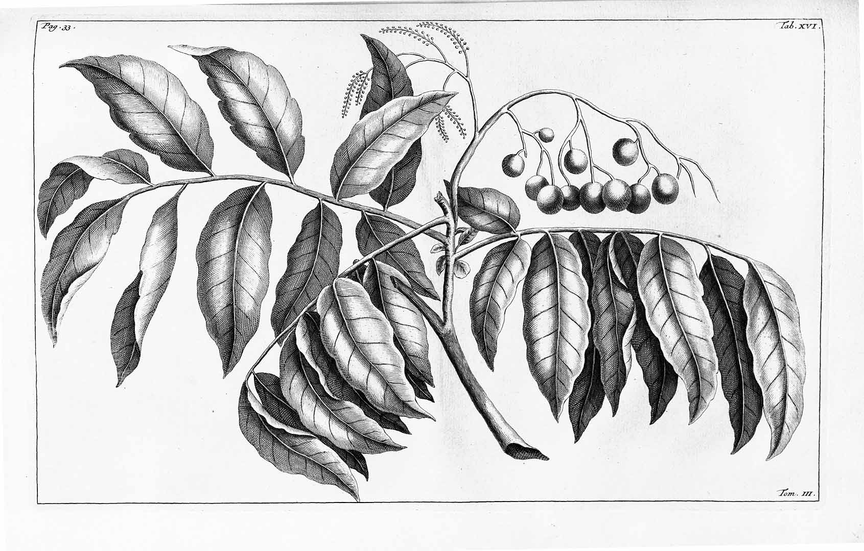 no HD illustration available (m5)