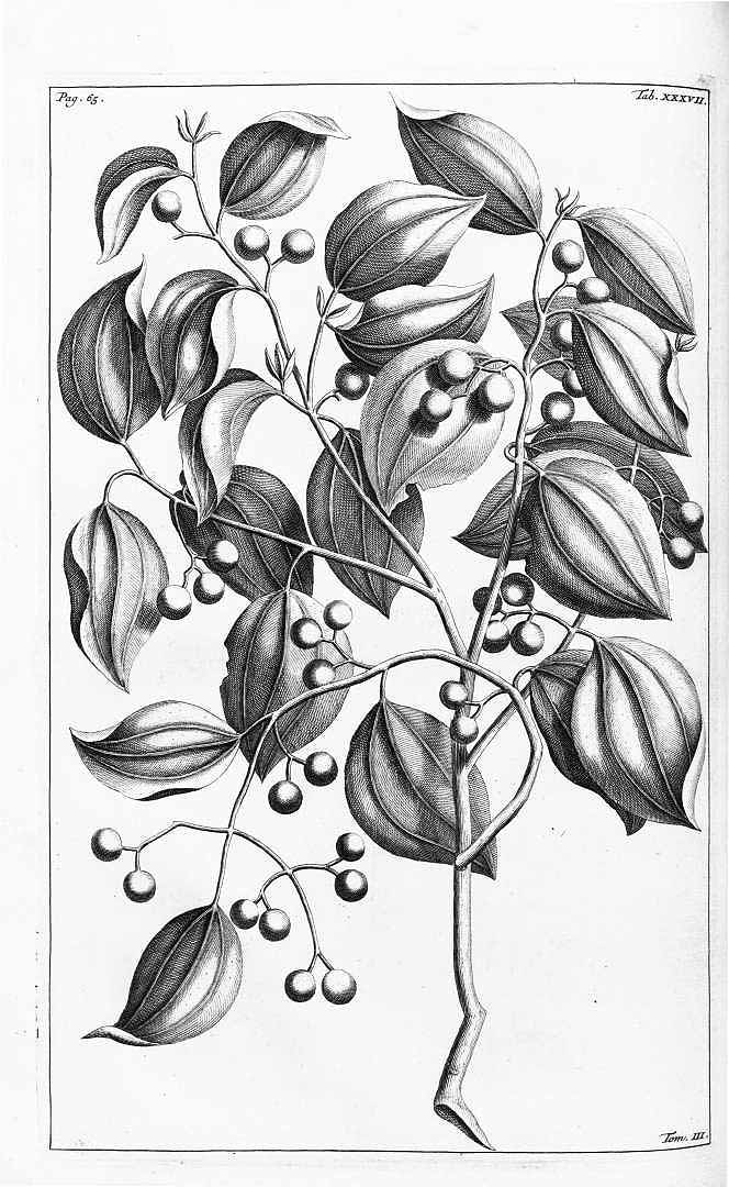 no HD illustration available (m5)