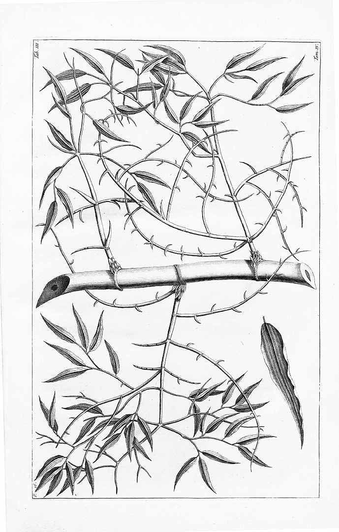 no HD illustration available (m1)